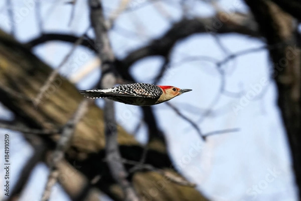 Obraz Red-bellied Woodpecker - Flight