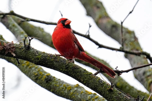Obraz Red Cardinal - Great Bend - Kansas