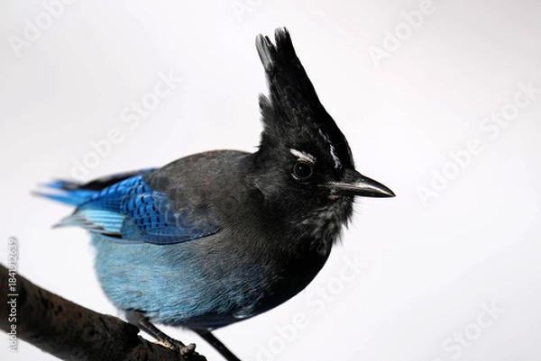 Obraz Steller's Jay - Colorado - close-up