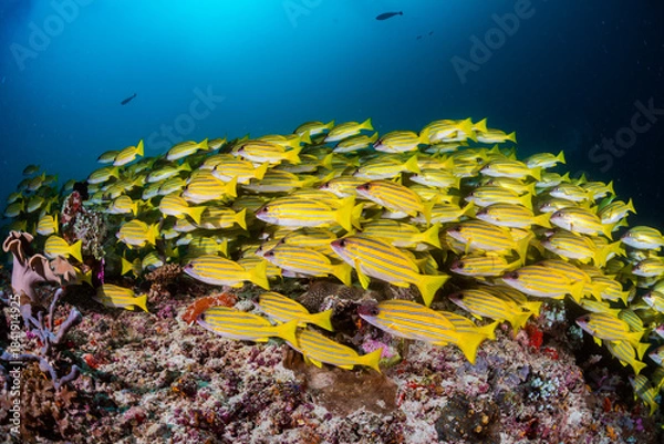 Fototapeta Bluestriped snapper