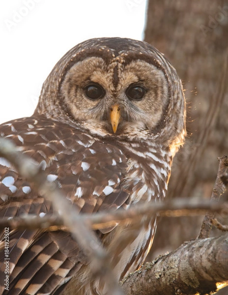Obraz Barred Owl Perched