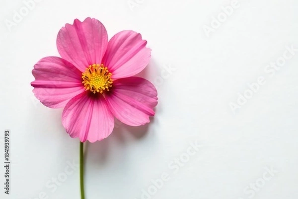 Obraz Isolated flower on white background with subtle texture, nature, garden, petals