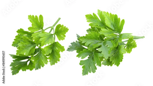 Fototapeta Vector of fresh parsley sprigs on a transparent background, healthy herb