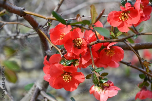 Obraz ボケの花　Flowering Quince