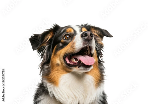 Fototapeta Australian shepherd dog looking up isolated on transparent background