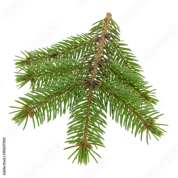 Fototapeta Christmas tree branch PNG isolated on transparent background
