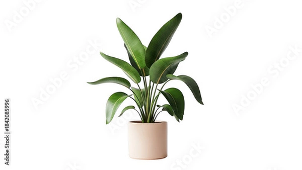 Fototapeta A potted plant with green leaves in a beige pot isolated on transparent background
