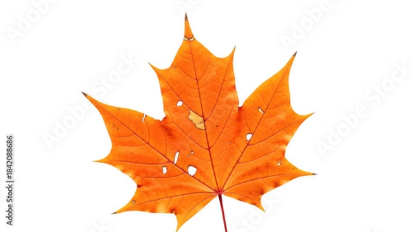 Fototapeta Vibrant orange maple leaf isolated on transparent background with holes