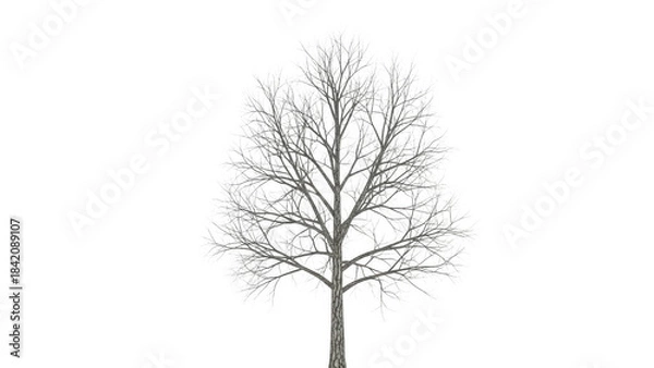Fototapeta Bare tree isolated on transparent background in winter season