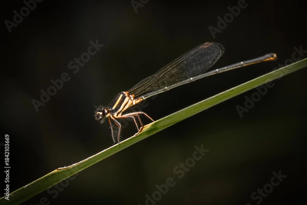 Obraz The Orange Threadtail or Nososticta solida also known as the Ochre Threadtail.
