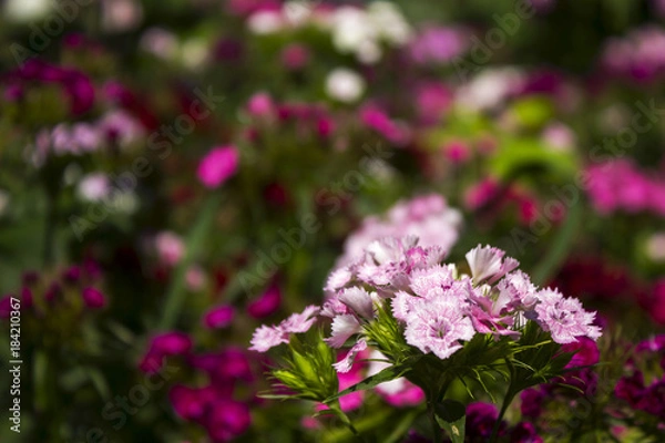 Fototapeta Colorful Turkish carnation, summer red, pink, scarlet, small flowers, background