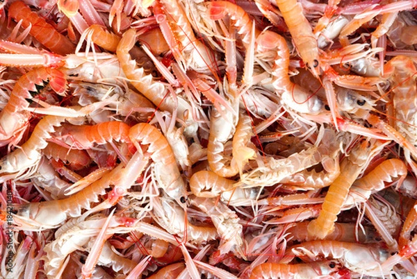 Obraz Żywa langustine