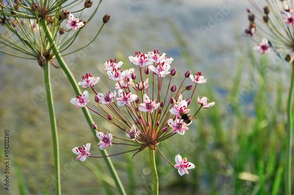 Obraz Flowering rush or grass rush (Butomus umbellatus)