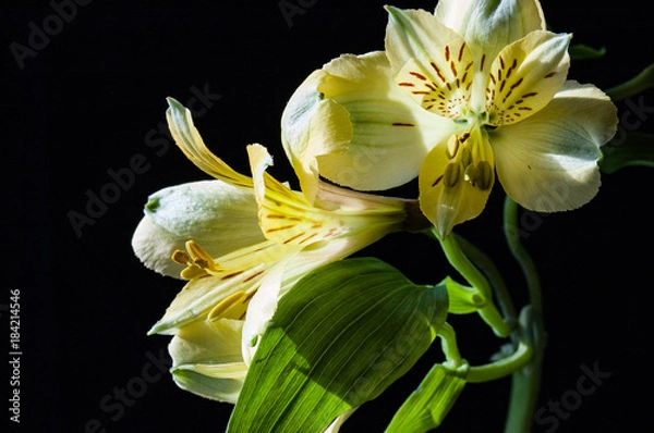 Obraz Flowers in the winter