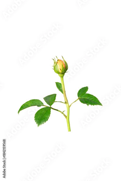 Obraz rose isolated on white background