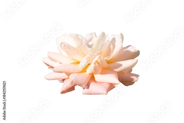 Obraz rose flower isolated