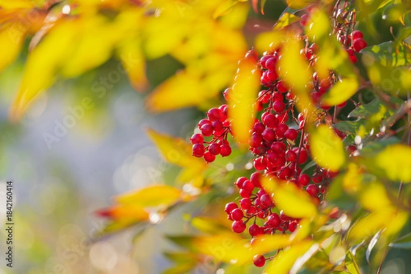 Obraz 日差しを受けて輝くナンテンの赤い実