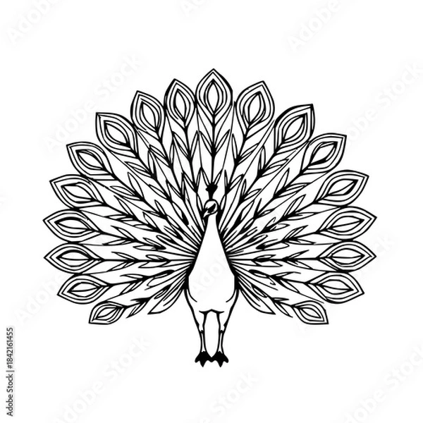 Fototapeta Detailed black line art illustration of a peacock with fully fanned feathers. Elegant and ornamental style perfect for decorative or design applications.