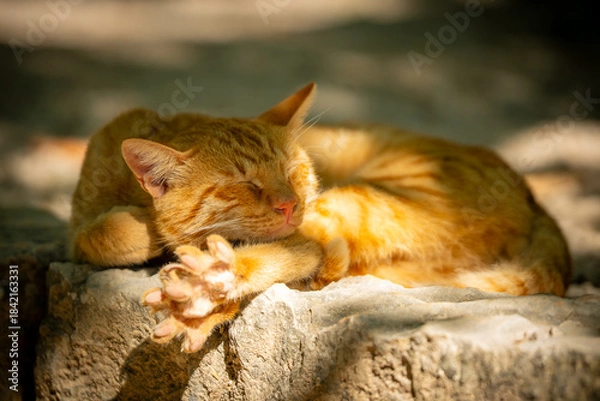 Fototapeta cat on the tree