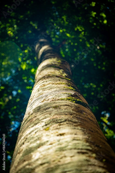 Fototapeta tree in the forest