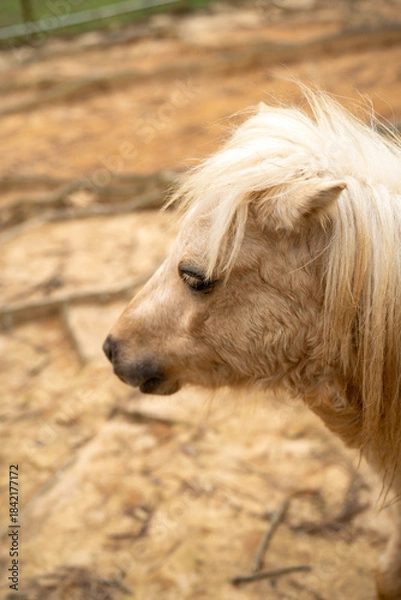 Obraz Close-up of a beautiful palomino pony with a flowing mane.