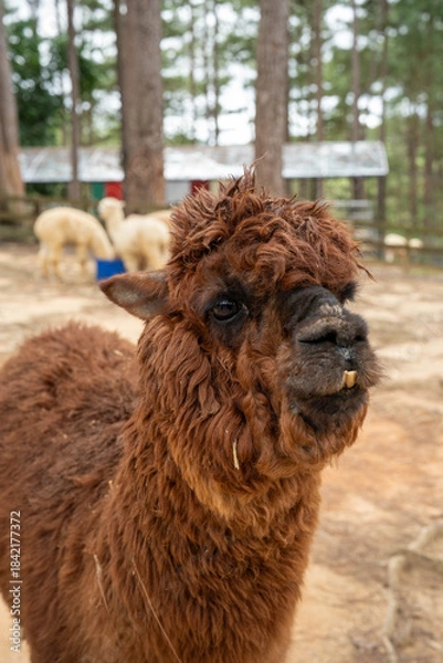 Obraz Curious brown llama with fluffy fur in a rustic setting.