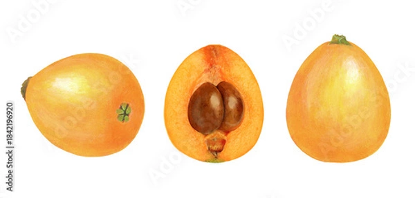 Obraz ビワのイラスト