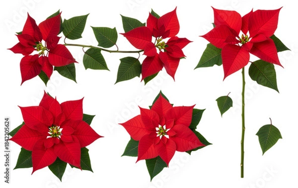 Fototapeta Red Poinsettia Flowers Set (Euphorbia pulcherrima) Isolated on Transparent Background