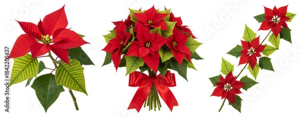 Fototapeta Red Poinsettia Flowers and Bouquet (Euphorbia pulcherrima) Isolated on Transparent Background