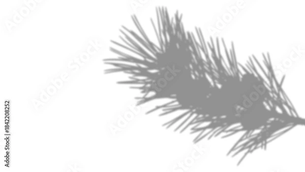 Obraz Pine Tree Needle Branch Shadow Overlay isolated on a transparent background 