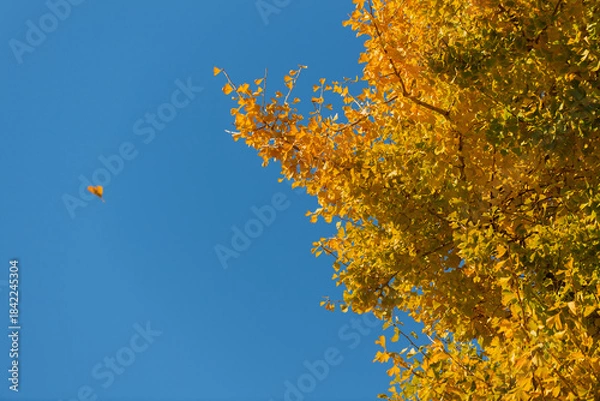 Fototapeta 紅葉したイチョウと青空