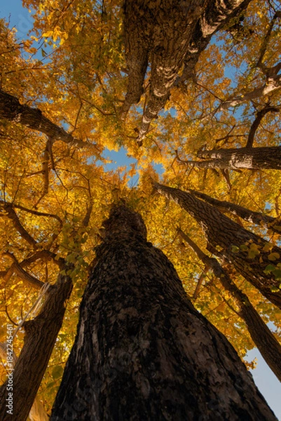 Fototapeta 黄葉したイチョウの木