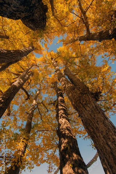 Fototapeta 紅葉したイチョウ