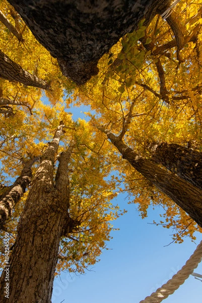 Fototapeta 紅葉したイチョウと青空