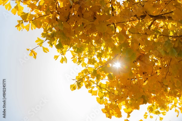 Fototapeta 黄葉したイチョウの木