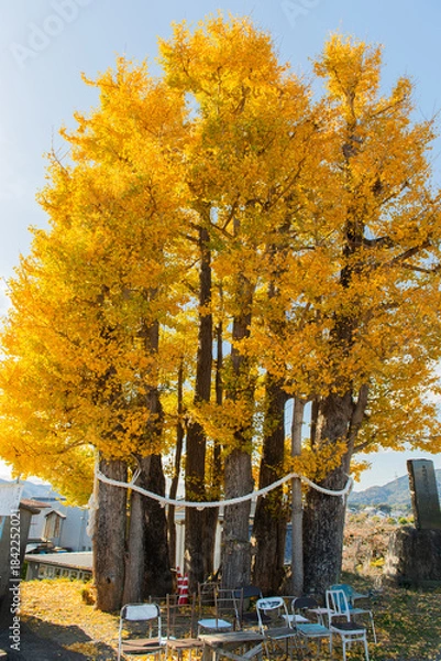 Fototapeta 京間の大イチョウ