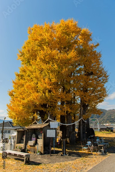 Fototapeta 京間の大イチョウ