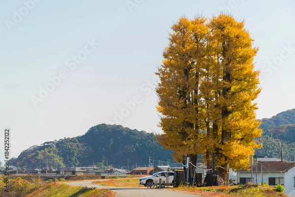 Fototapeta 京間の大イチョウ