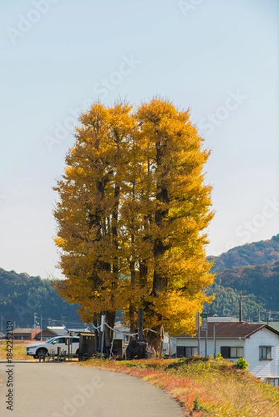 Obraz 京間の大イチョウ