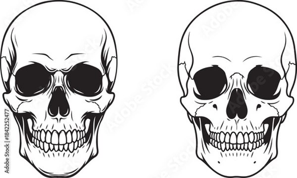 Fototapeta Skull illustration featuring two different angles for anatomical study and design purposes, black Human Skull Vector Illustration