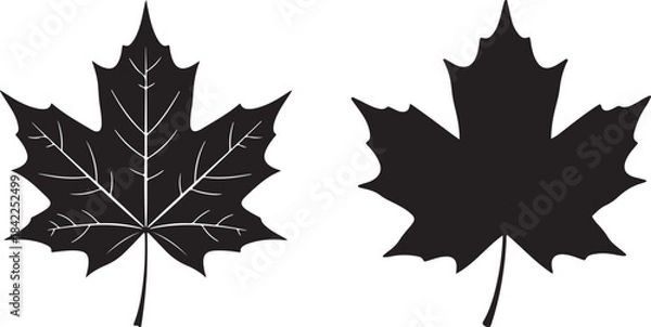 Fototapeta Maple leaf full black silhouette for maple leaf fall designs. Natural maple leaf silhouette vector art illustration