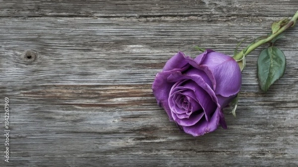 Fototapeta A single purple rose rests on an aged wooden surface with prominent grain patterns and natural knots,