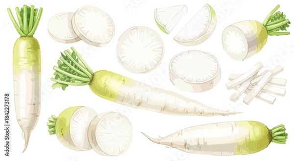 Obraz 大根（だいこん）のイラストセット（カット・葉付き）,根菜,野菜,和食,水彩風,リアルイラスト