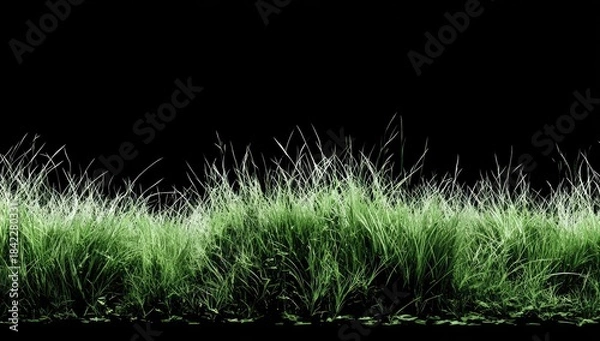 Obraz A detailed depiction of vibrant green blades of grass set against a stark black backdrop
