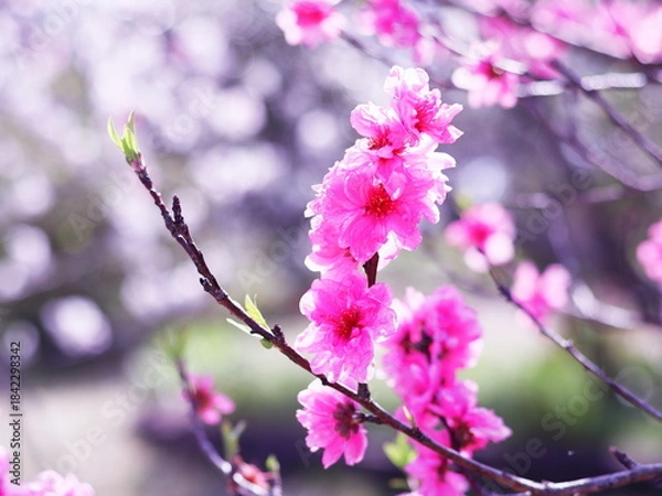 Obraz 春の美しいピンクの桃の花