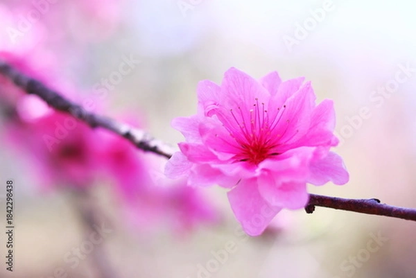 Obraz 春の美しいピンクの桃の花