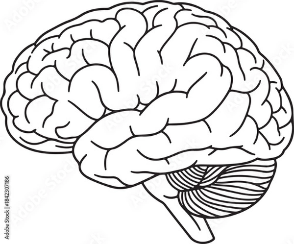 Fototapeta Detailed outline silhouette of a human brain isolated on transparent background