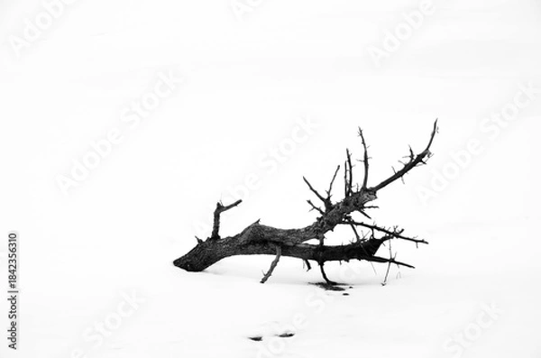 Obraz stag beetle on white background