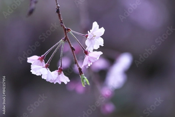 Obraz 満開の美しい桜の花