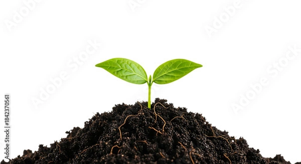 Obraz A small green seedling with two leaves growing out of soil isolated on transparent background